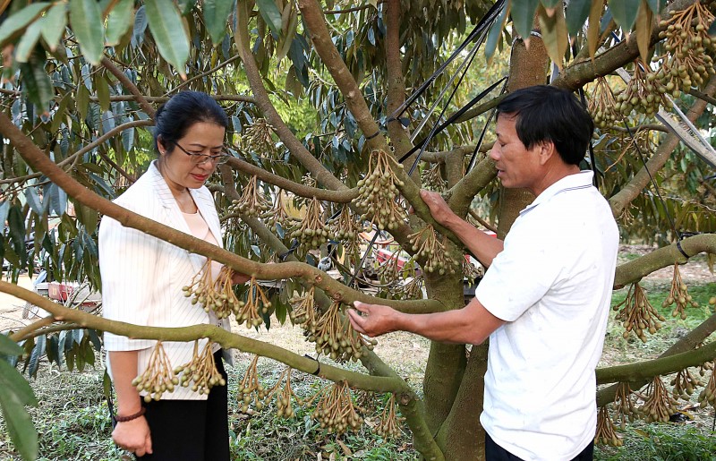 Phó Tổng Giám đốc Agribank Nguyễn Thị Phượng thăm vườn sầu riêng tại nông trại 40 ha của ông Bùi Văn Quyển ở làng Tum, xã Ya Ly, huyện Sa Thầy, tỉnh Kon Tum. Ảnh: Agribank