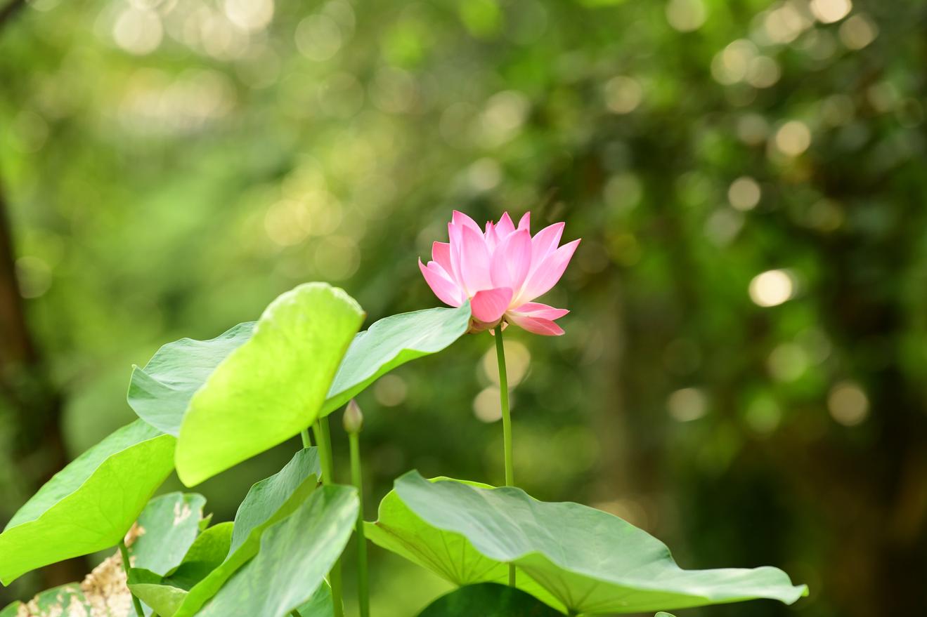 Những bông hoa đẹp nhất mừng sinh nhật Bác