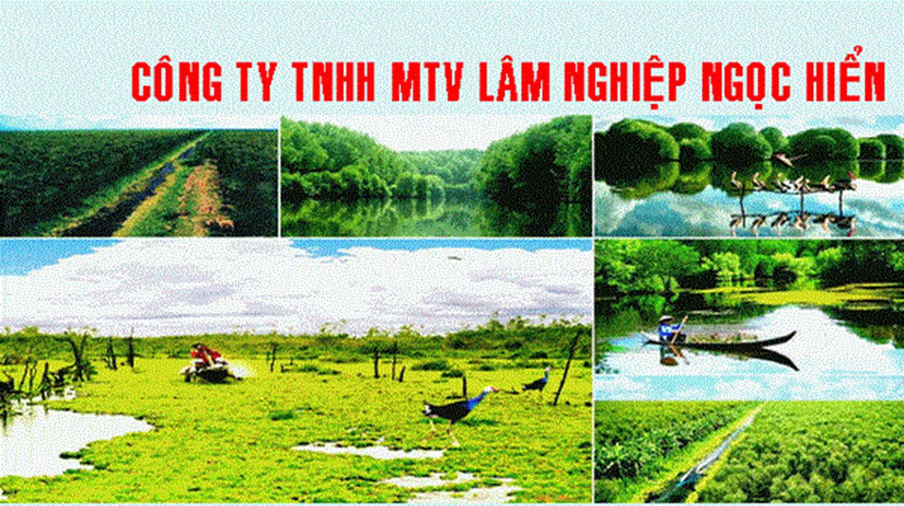 Phát hiện nhiều sai sót tại Công ty Lâm nghiệp Ngọc Hiển