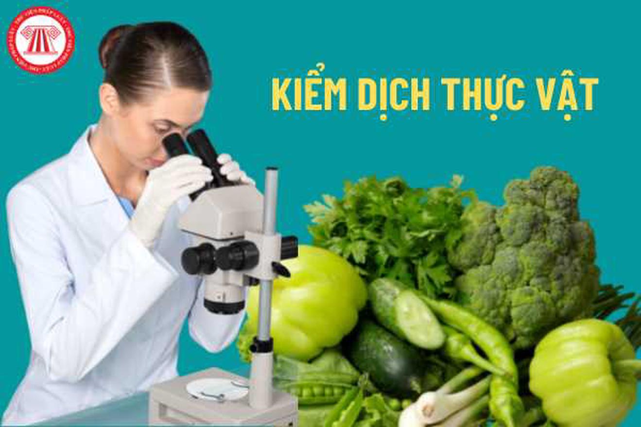 Nhiều thiếu sót trong công tác kiểm dịch thực vật