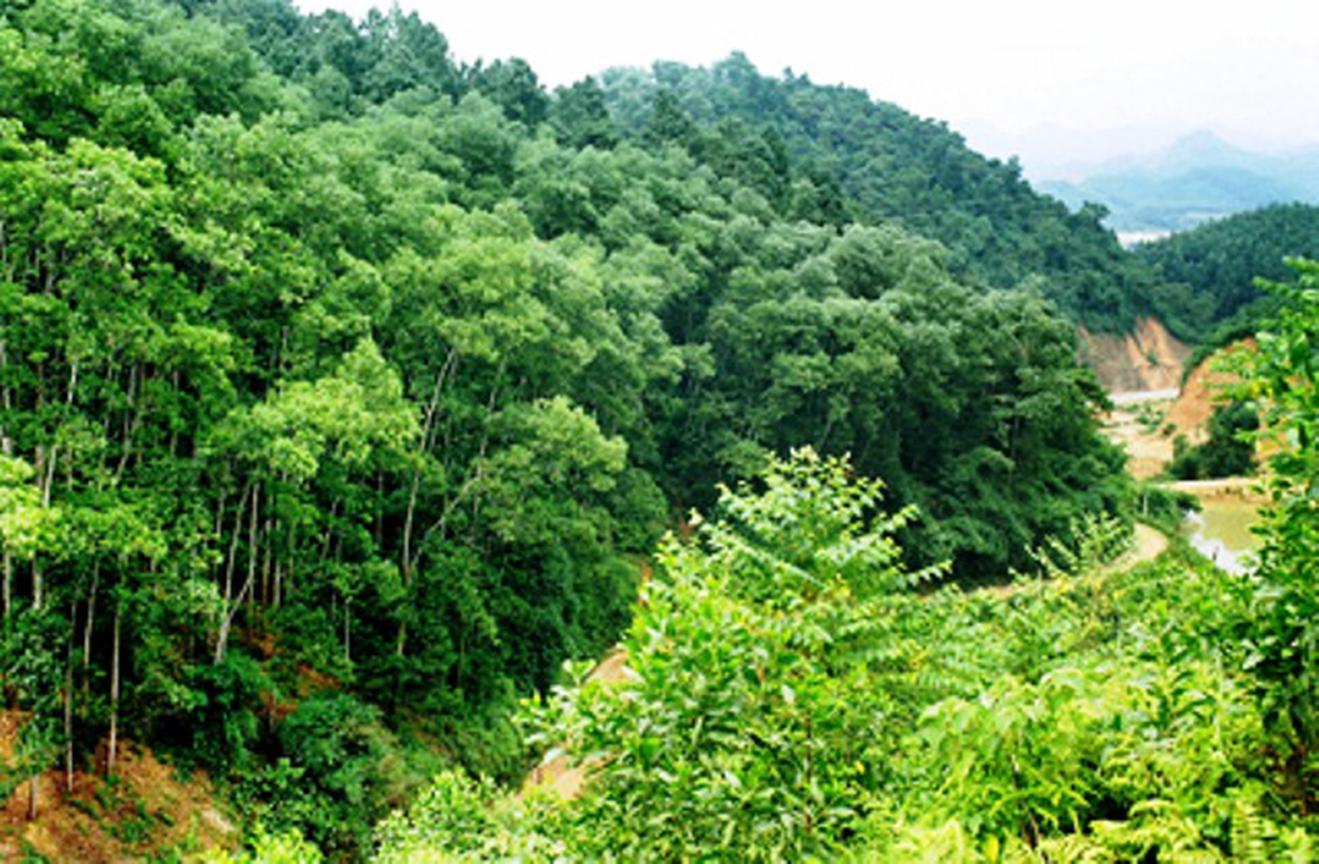 Gia Lai: Quá nhiều sai phạm trong quản lý, sử dụng đất rừng