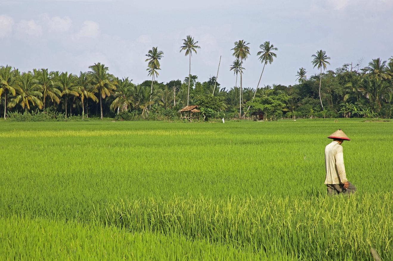 Liên hợp quốc đề xuất Kế hoạch chống tham nhũng trong ngành dầu cọ Indonesia 