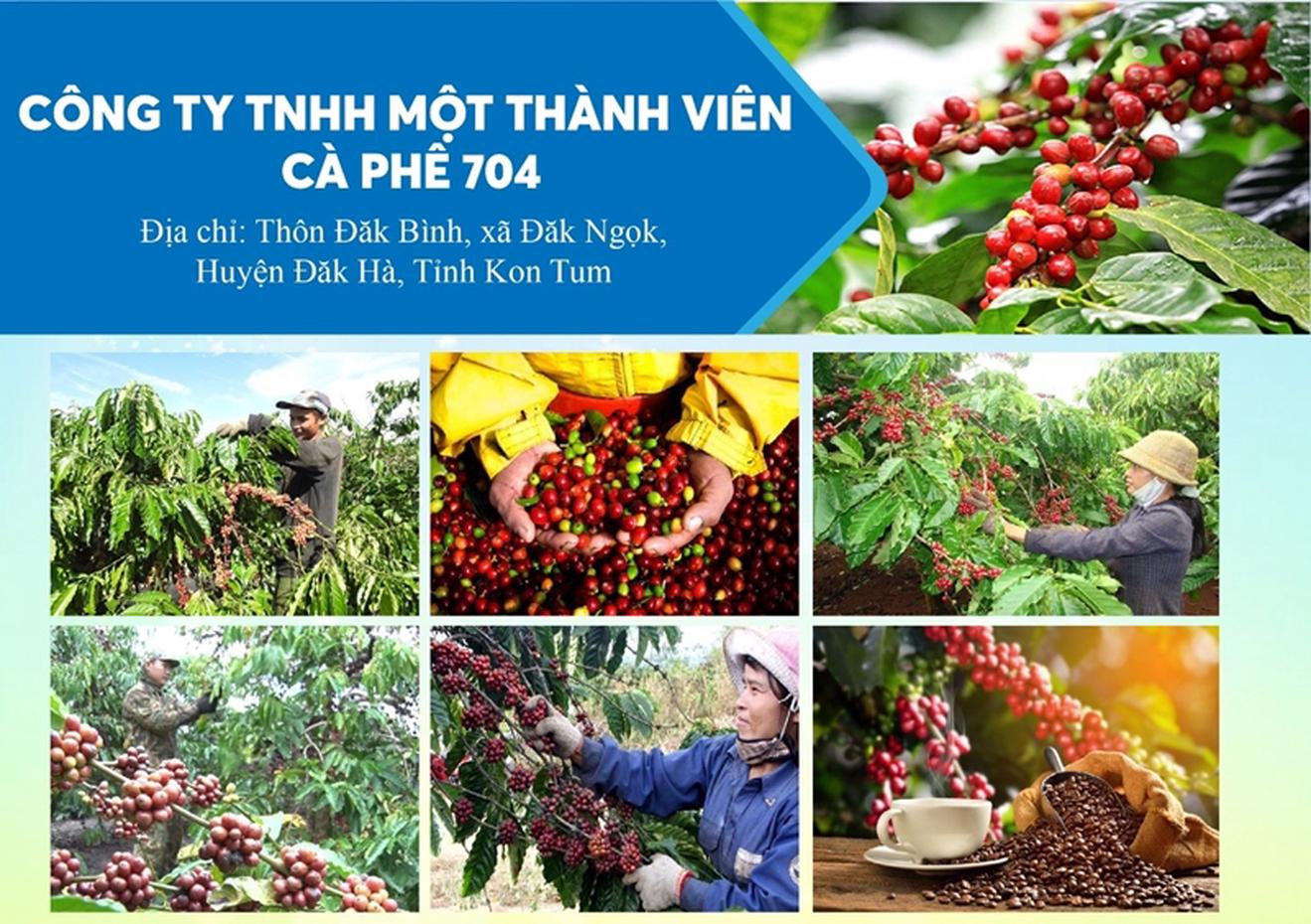 Kon Tum: Thu hồi đất của Công ty cà phê 704 theo Kết luận thanh tra