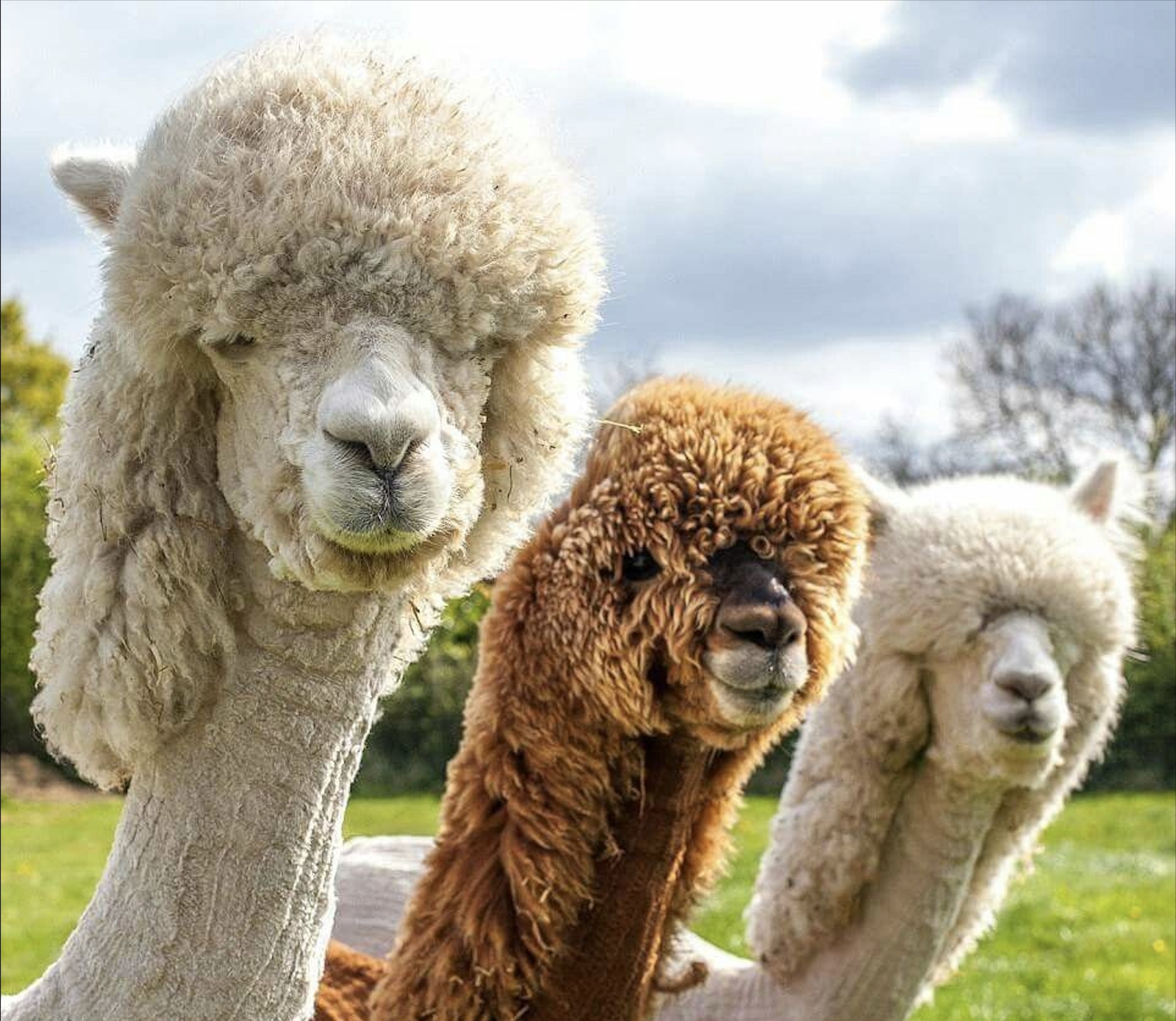 Alpaca đáng yêu, khéo léo biểu đạt cảm xúc là một trong những “người bạn” đáng yêu của con trẻ (Ảnh Pinterest).