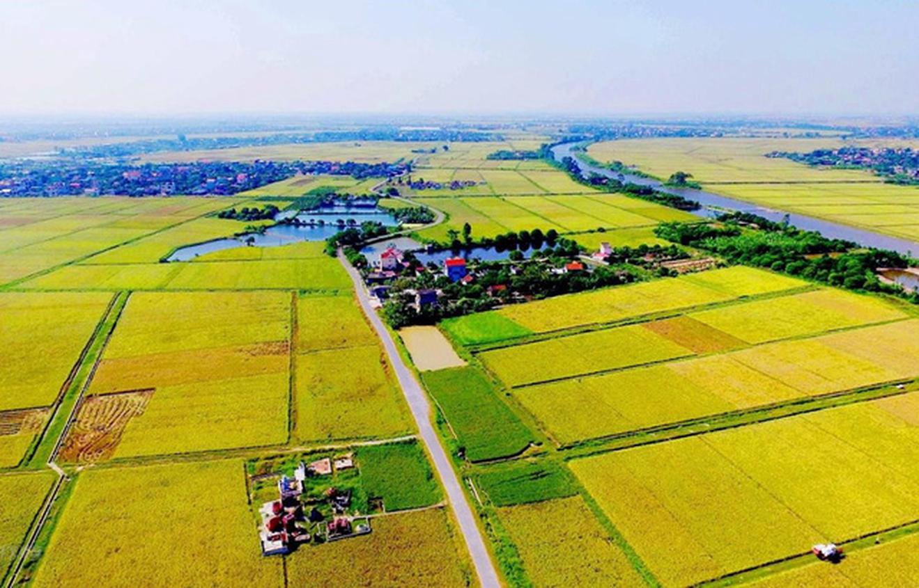 Phú Yên: Thanh tra tại 24 dự án có sử dụng đất chuyên trồng lúa nước