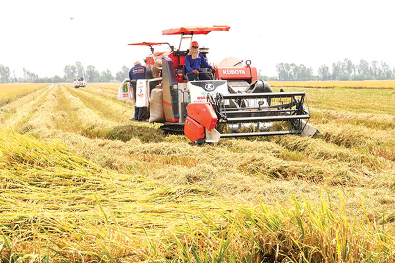 Chủ động thực hiện đồng bộ giải pháp để cân đối cung cầu lúa gạo